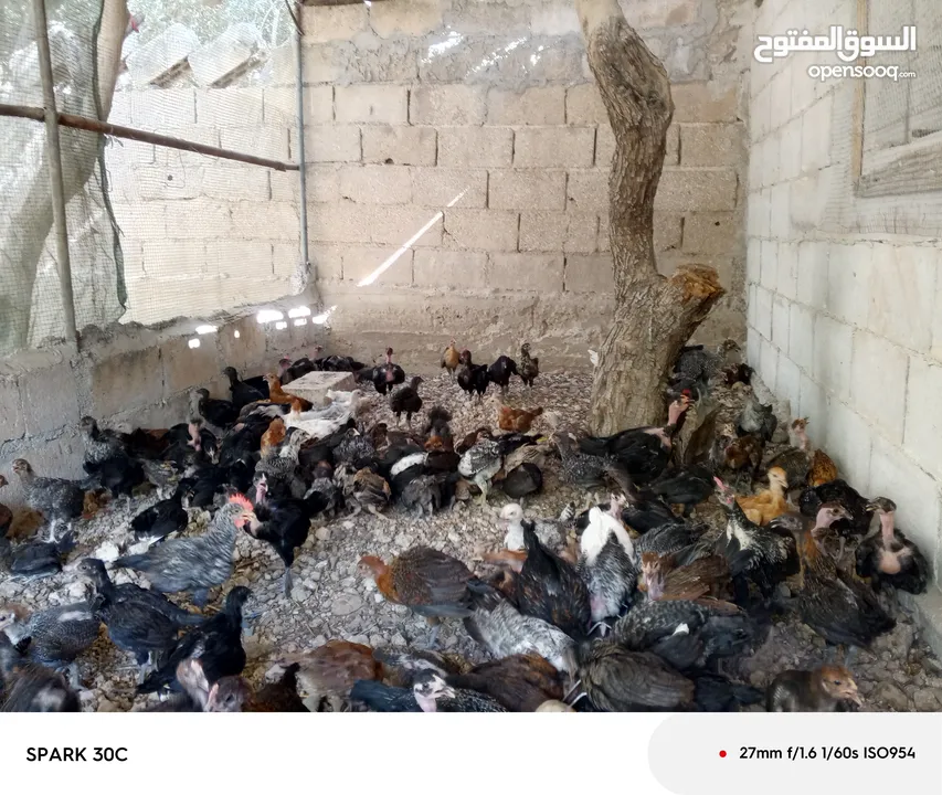 فراخ بلدي ومشكل