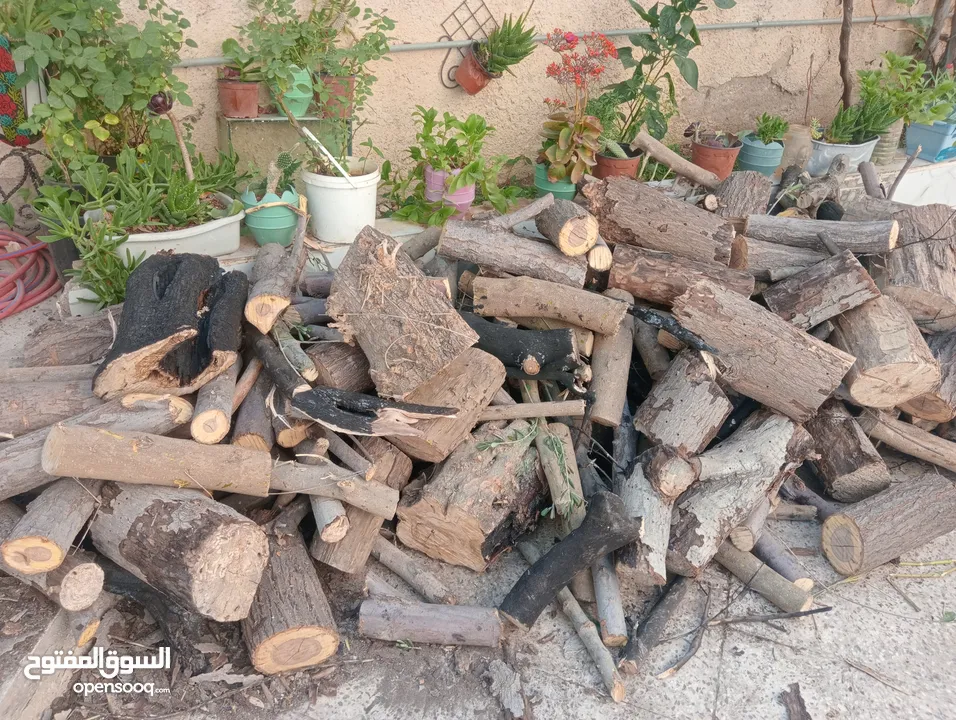 حطب زيتون وكينا للبيع