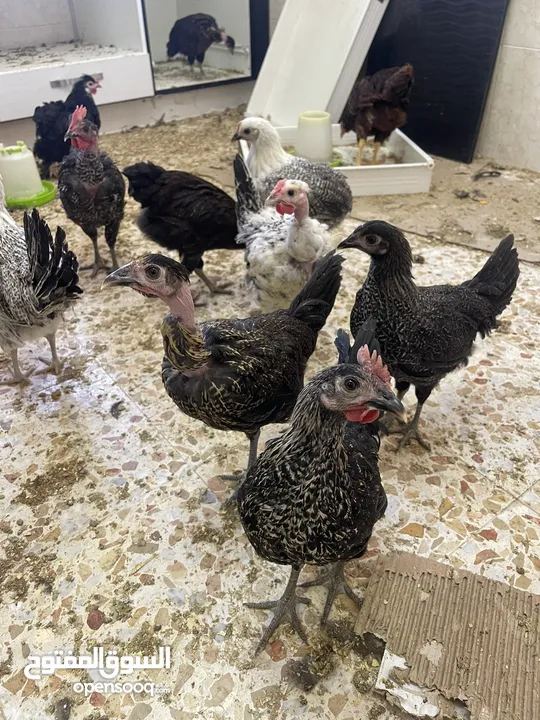 فراخ دجاج بلدي او ابو رقبه