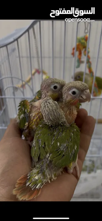 فروخ غر كنيورات ومتاتو