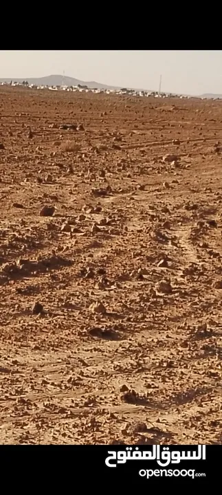 ارض للبيع  في عين يبرود مساحه 11 دونم صالحه للبيناء كوشان سلطه