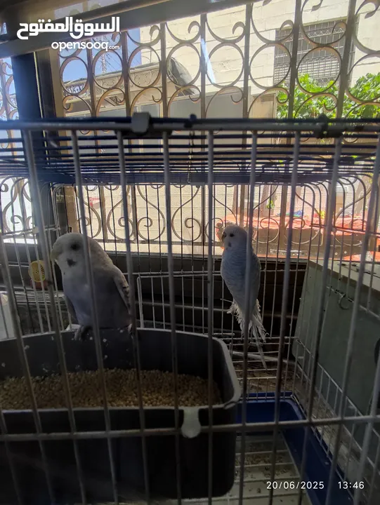طيور حب للبيع