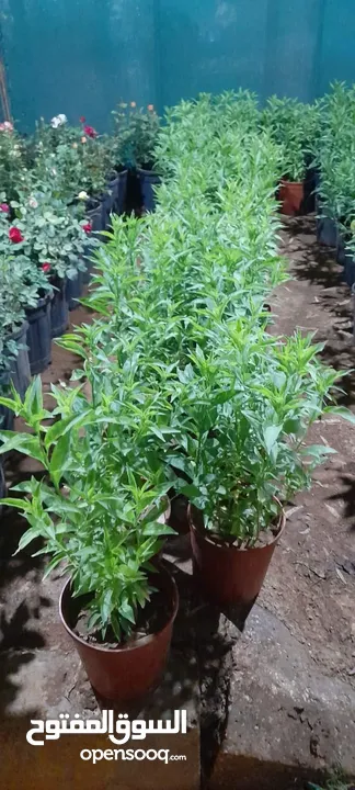 بعد إذن الإدارة  متوفر لدينا شجر زنزلخت الشماسي إيطالي أنثى ارتفاع من 180 سم إلى 250 سم سعر الشجره 6