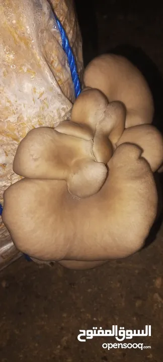 فطر محاري بلدي