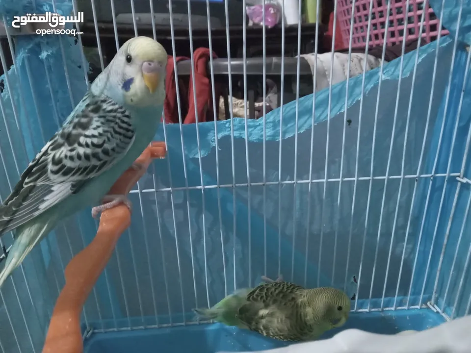 طيور الحب نوع البادجي بأحلى الألوان والأصوات