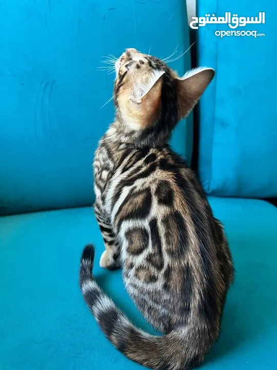 Pure Bengal kitten jumbo size!