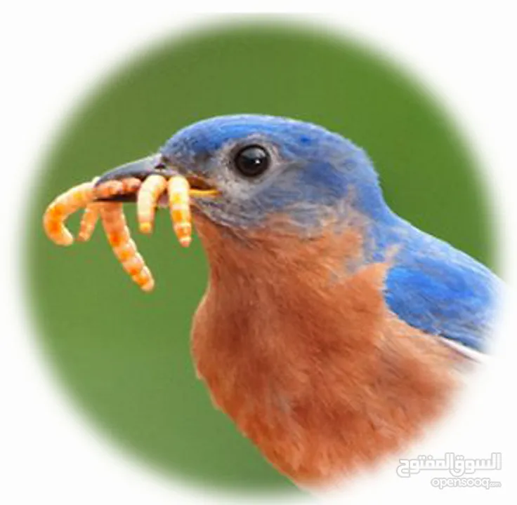 دود قبابي _ميل ورم _ Mealworm