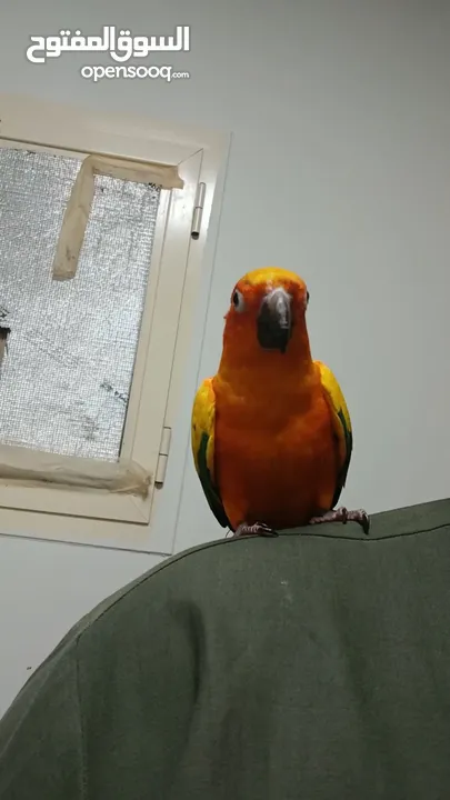 hand tamed sun conure parrot