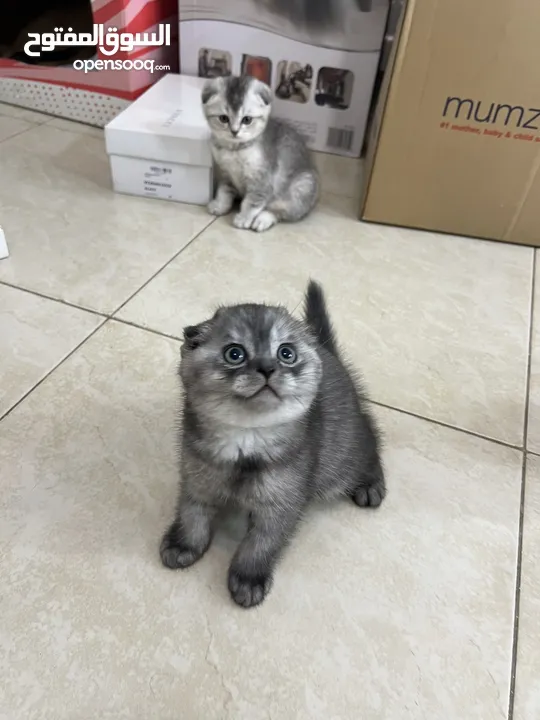 Scottish Fold & Double Fold Cats