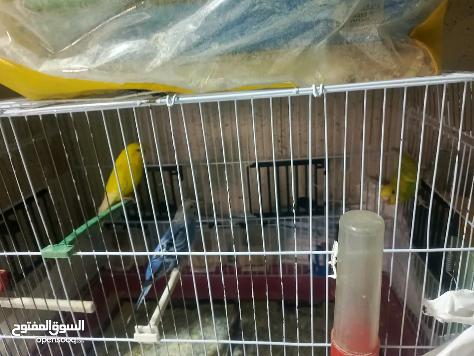 طيور حب للبدل او بيع