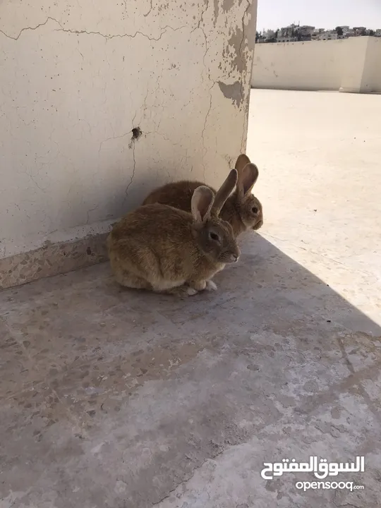 جوز ارانب بلدي شغال مع ارنب صغير