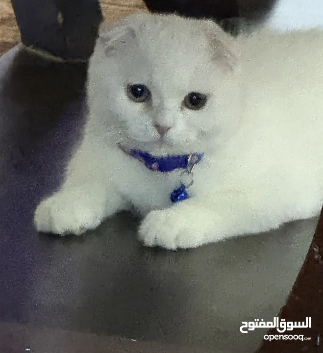 سكوتش فولد مع شنشيلا