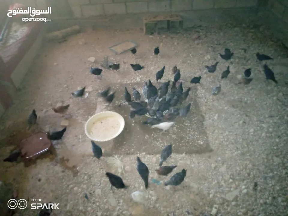 فراخ للبيع