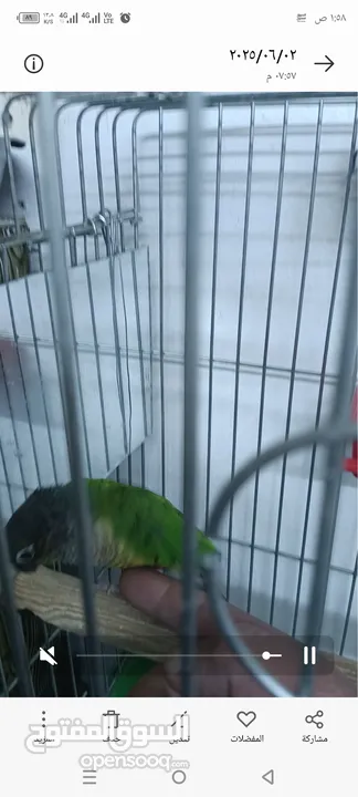 طيور للبيع