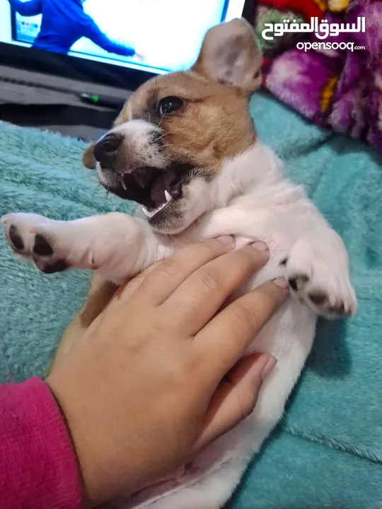 Jack russel puppies