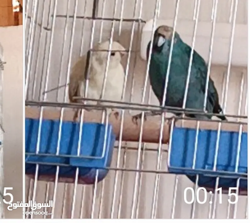 ببغاء جرين شك أليف