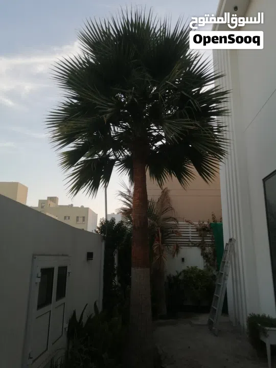 لتنظيف النخيل والواشنتونيا والاهتمام بالحدائق والثمار بكافه انواعها