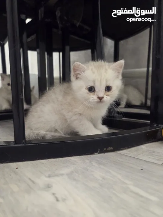 Zoti and Pure Chinchilla British