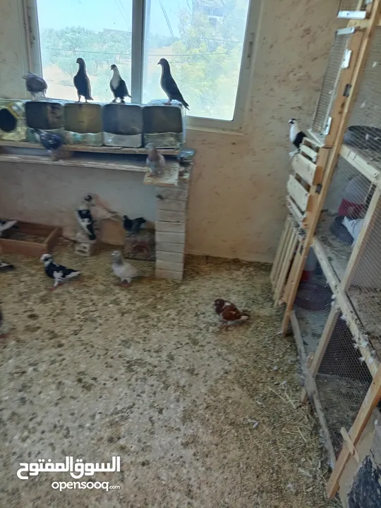 يوجد 15 جوز حمام بلدي