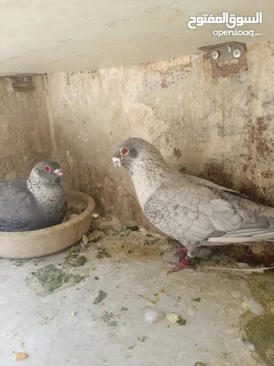 اربع جواز قراقطه حبات حلوة  شغالات