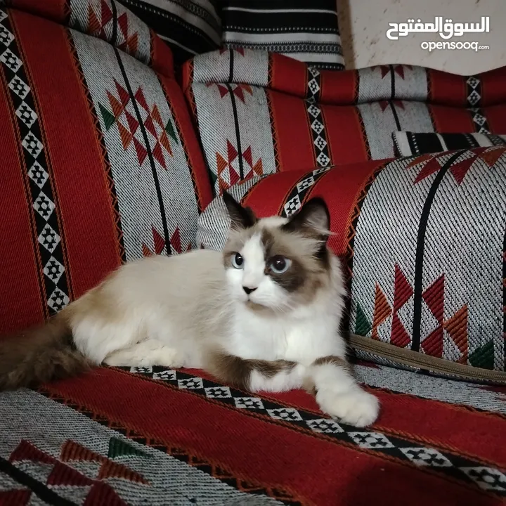 قطه رادغول للبيع