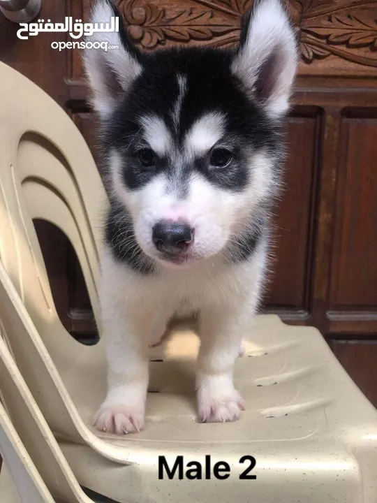 Siberian husky’s puppy