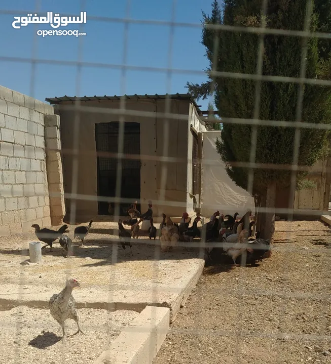 لدينا دجاج بلدي وصيصان بلدي وديوك للبيع