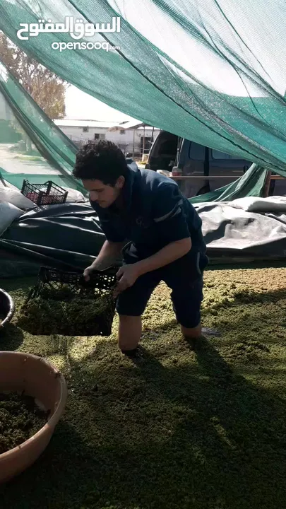 ازولا الاردنيه