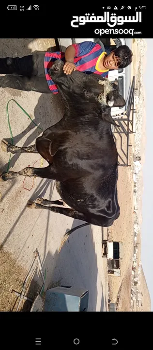 موجود بقر أضاحي  اوزان ثقيلة  موجود اوزان وسط