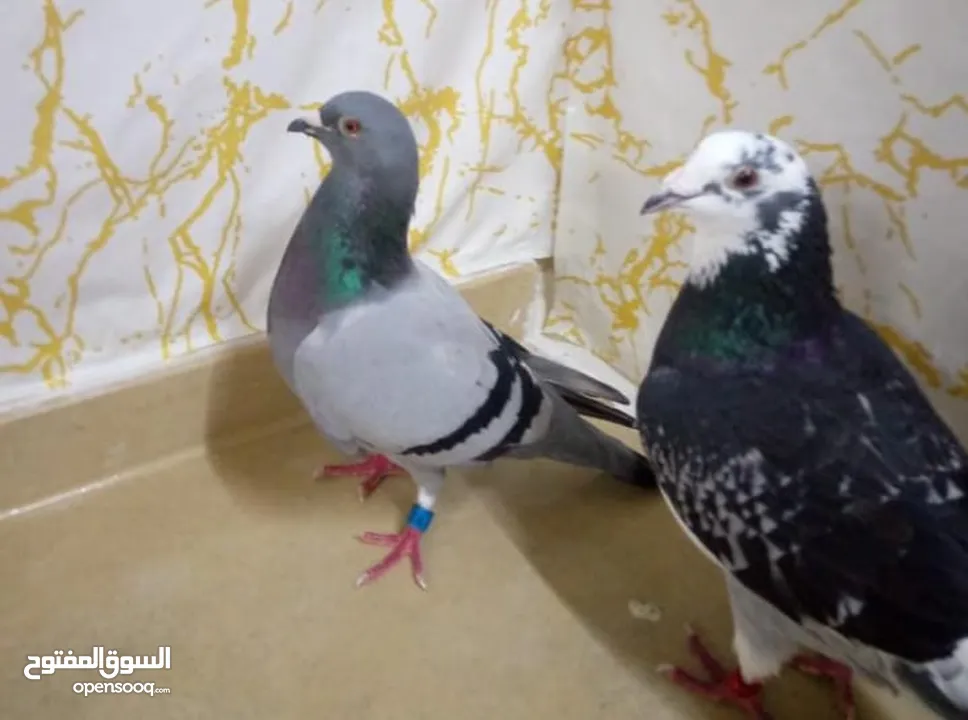 زاجل سباق أجواز منتجة وطبات جاهزة أبطال الابطالTob طيور نخبة تصليح وفوز من هواه أبطال المملكة للزاجل