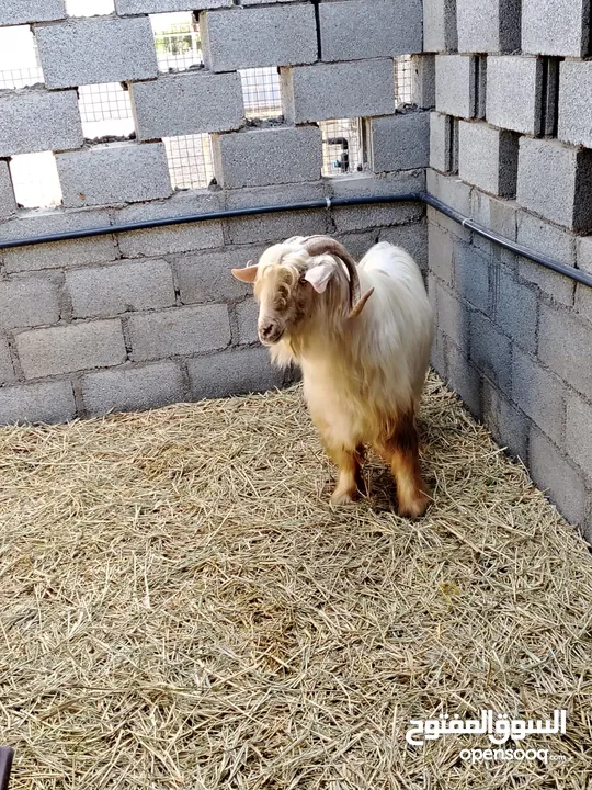 omani goat mail  using for female very very good very healthy