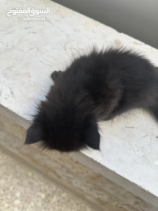 قطط ل البيع