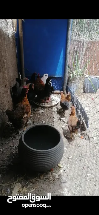 دجاج للبيع بسعر مناسب