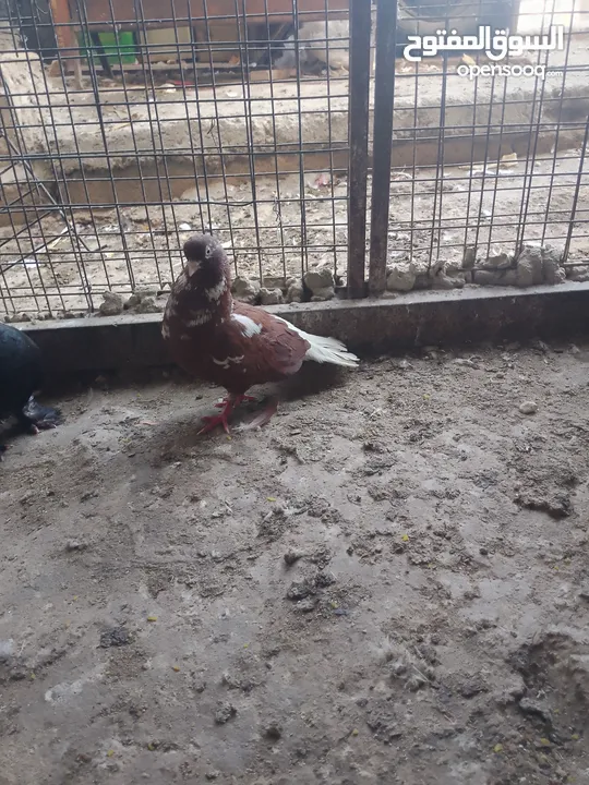 متاح جوز ماشاءالله موجودات طبربور