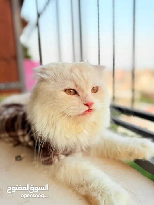قط سكوتش فولد مميز منزلي اليف وسعره مناسب خالي من اي امراض او مشاكل صحية