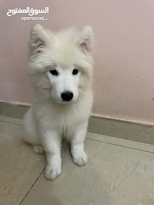 Samoyed famale 3 months