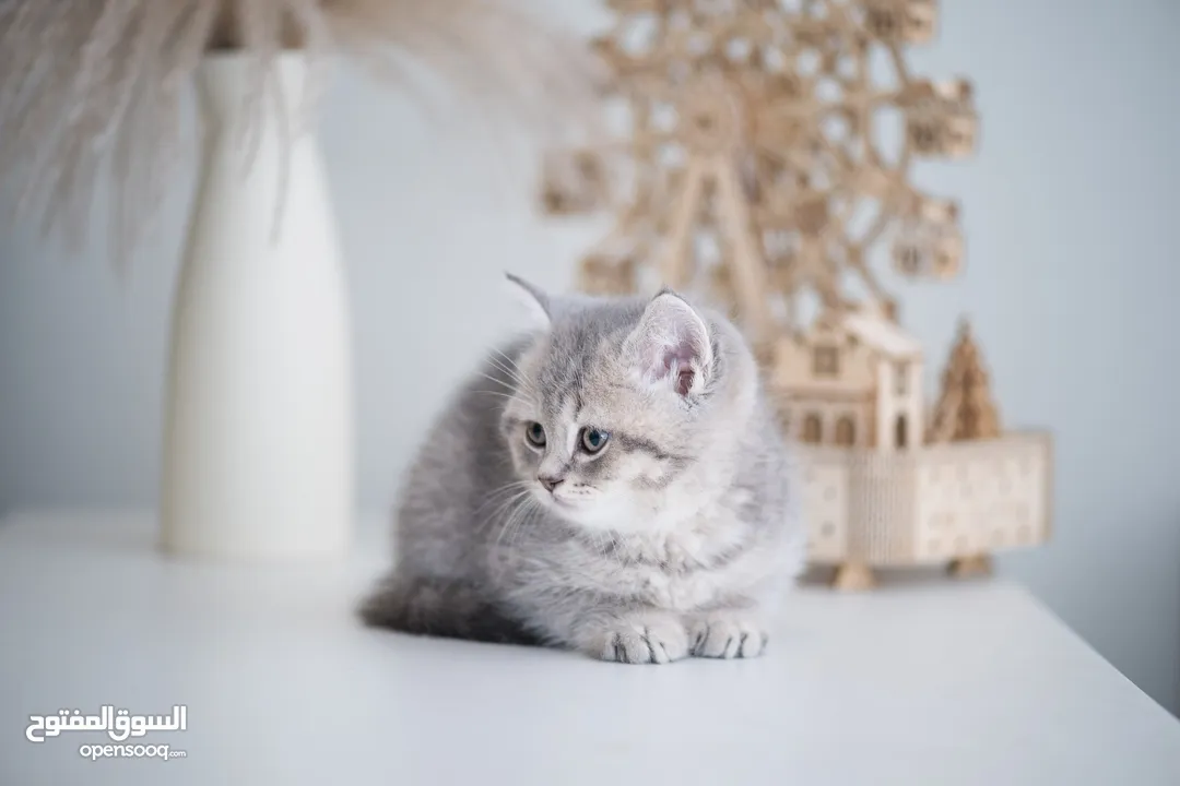 British shorthair kittens Pure Breed Top Quality