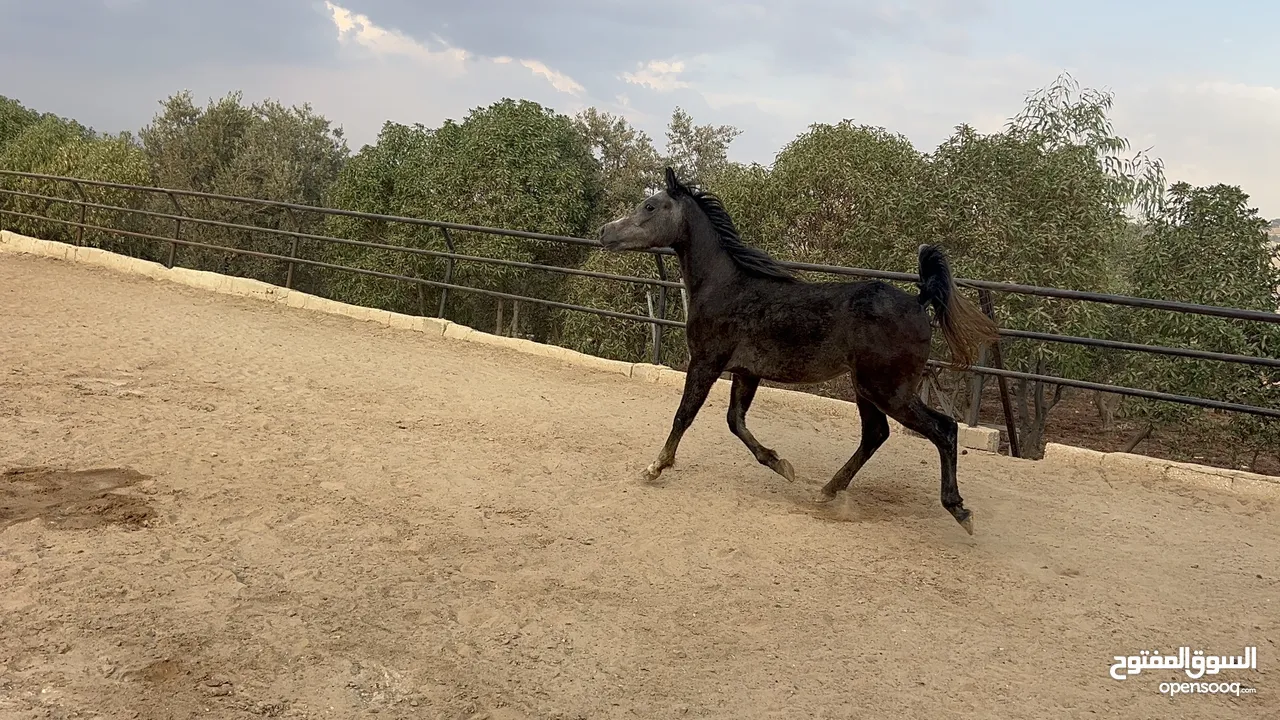 خيل عربي  اصيل مسجل