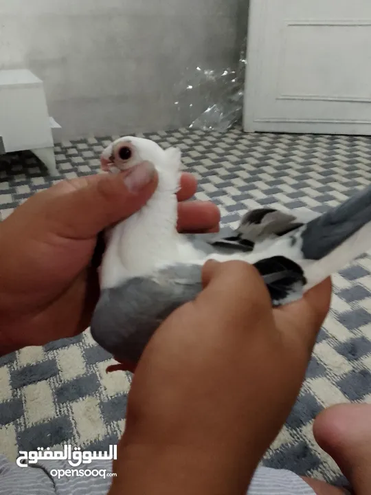 طيره اسطنبوليه بصلى على نبي