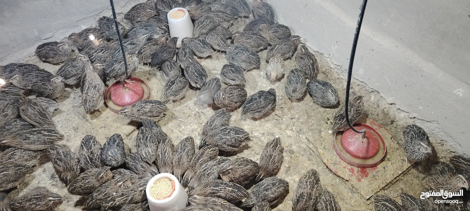 فر سوبر جامبو عمر 38 يوم سعر الجوز 1.5
