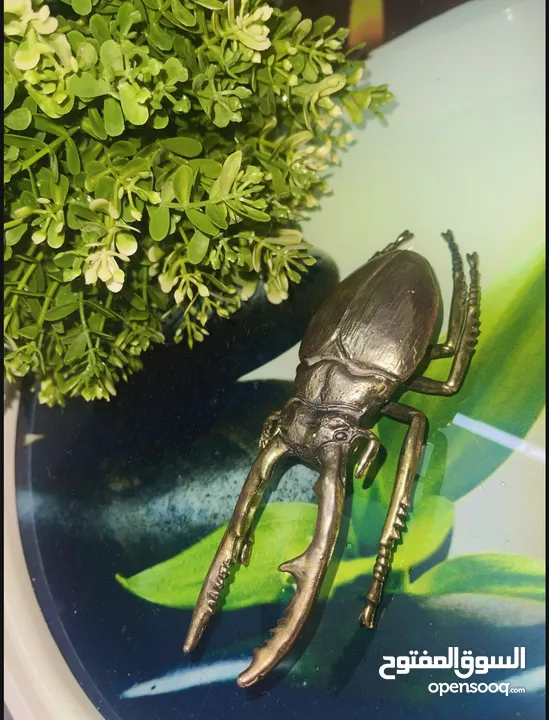 (Stag Beetle.)   خنفساء العملاقه ذات القرون