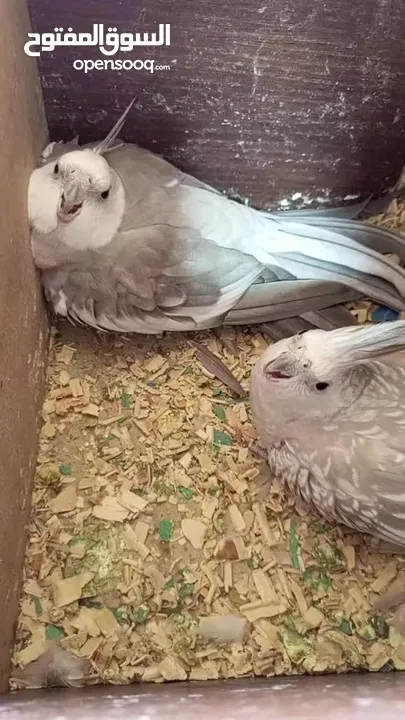 جوز كوكتيل وايت فيس  حبات حجب سوبر جامبو مع قفص كاسكو كبير  حجم جامبو  بصلاه على النبي قابل للتفاوض