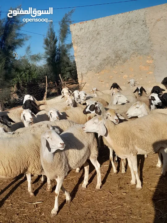 اغنام غربي و سردي شتلى عالية الجودة