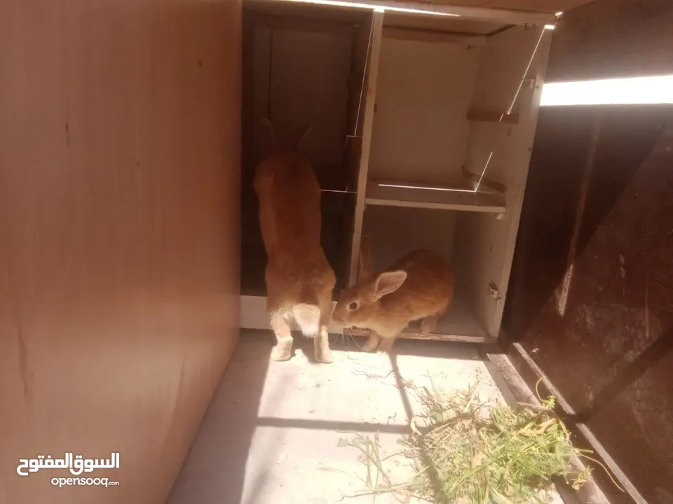 ارانب للبيع ثلاثه ذكرين وانثى الماني