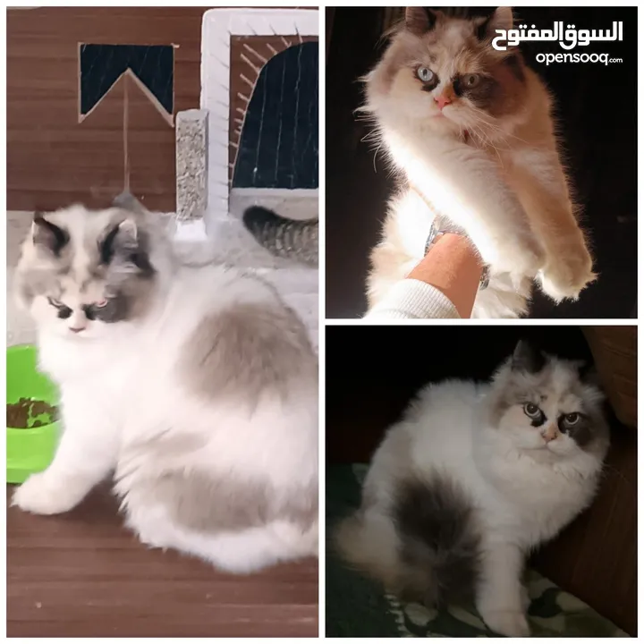 بسم الله ما شاء الله انثى راغدول مميزه ونضيفه حامل