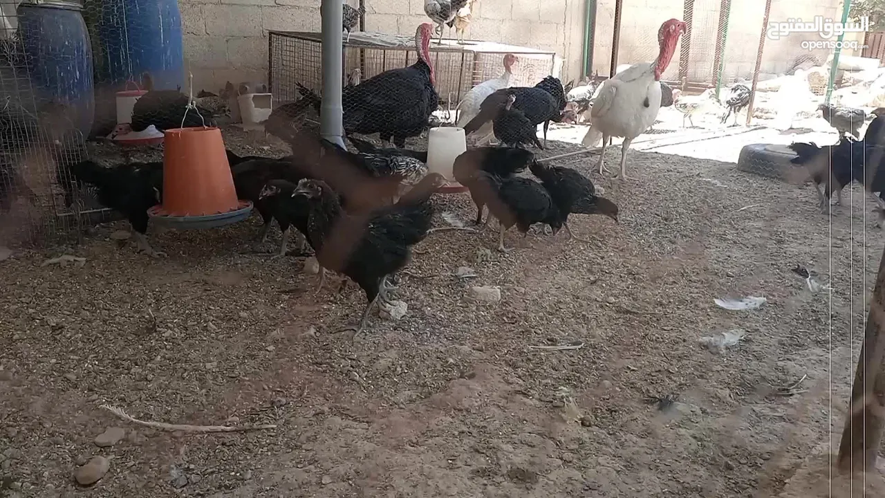 دجاج بندوق براهمي
