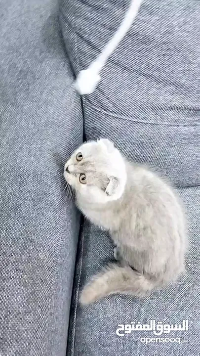 سكوتش فولد بيور ليلكي