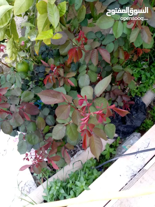 ڤيلا رأس جبل مشرف