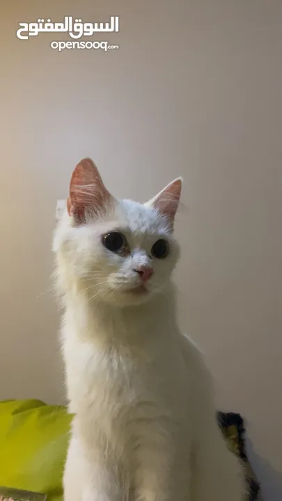 قط للتبني cat for adoption