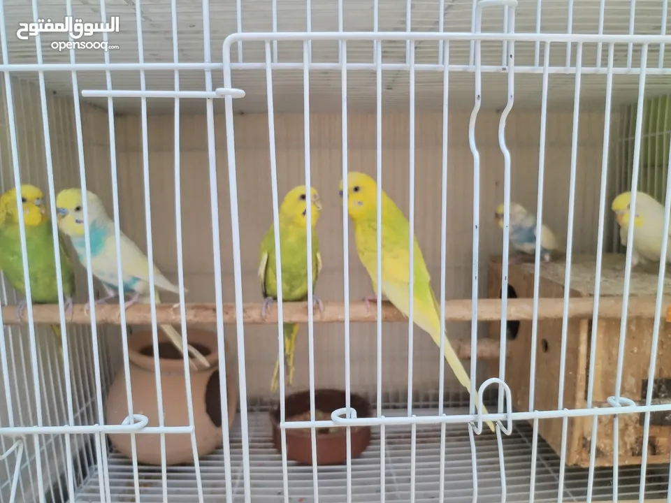 Budgie pairs بادجي عمر سنه